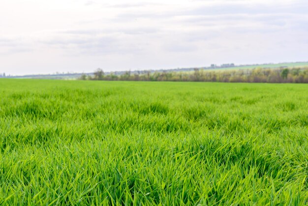 Foto campo de textura de grama verde fresca como fundo