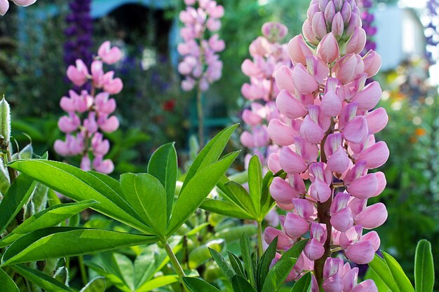 Campo de tremoço com flores roxas e azuis rosa Bando de tremoços fundo de flores de verão Lupinus