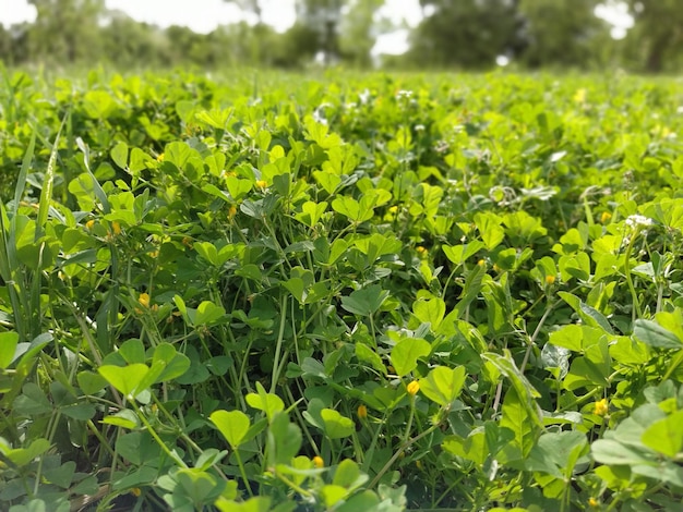 Campo de trevo Closeup de plantas verdes Horário de verão Verdes brilhantes Gramado ou campo com flores silvestres Parcialmente desfocado em torno das bordas da imagem