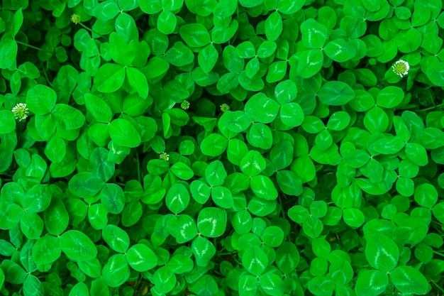 Campo de trevo de quatro folhas irlandês sortudo Fundo do Dia de São Patrício com trevos suculentos verdes de três folhas