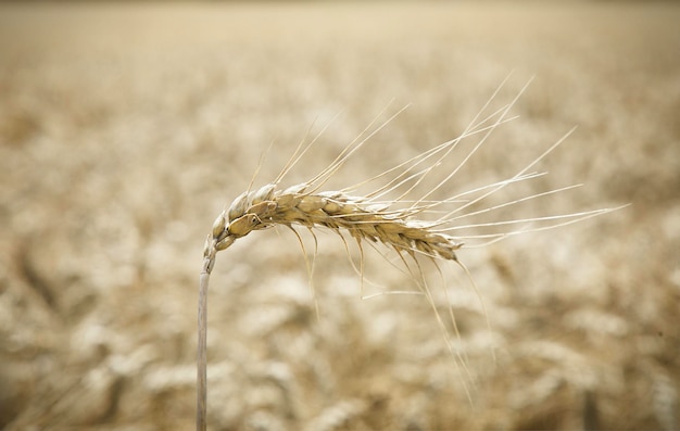 Campo de trigo Agricultura conceito de indústria agronômica Foco selecionado