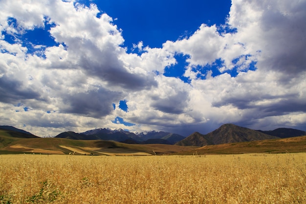 Campo de trigo amarelo contra o fundo de montanhas e céu azul