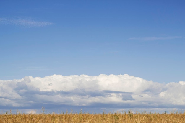 Campo de trigo amarelo e céu azul com nuvens na zona rural de agosto