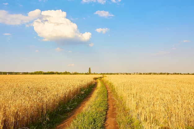 Campo de trigo amarelo e céu azul escuro