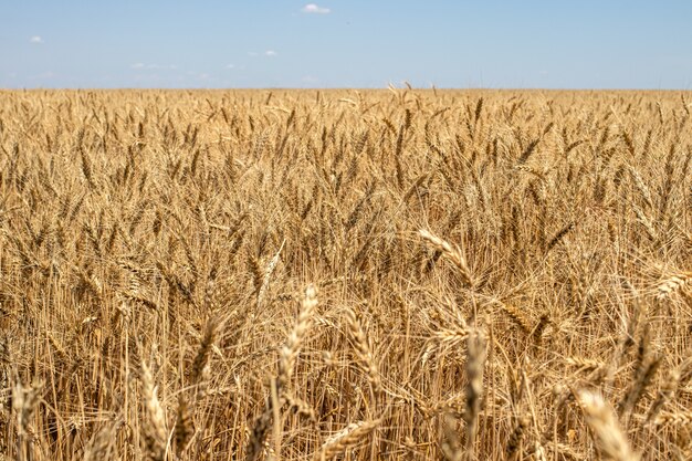 Campo de trigo amarelo e céu azul no verão.