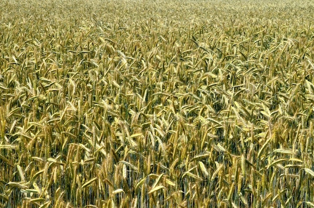 Campo de trigo amarelo e céu azul