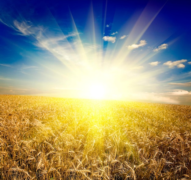 Campo de trigo amarelo e nuvem no céu