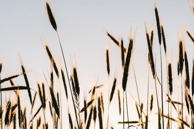 Campo de trigo ao pôr do sol espigas douradas de trigo o conceito de colheita