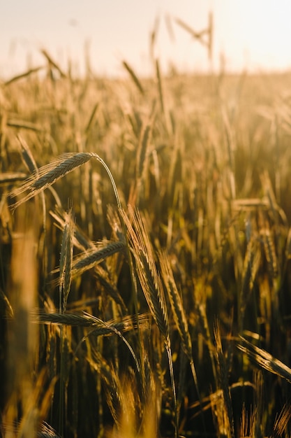 Campo de trigo ao pôr do sol Espigas douradas de trigo O conceito de colheita