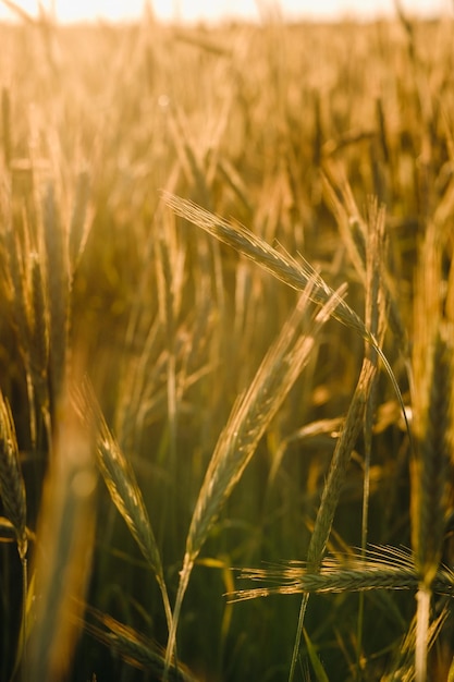 Campo de trigo ao pôr do sol Espigas douradas de trigo O conceito de colheita