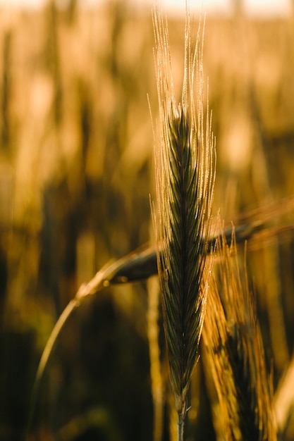 Campo de trigo ao pôr do sol espigas douradas de trigo o conceito de colheita