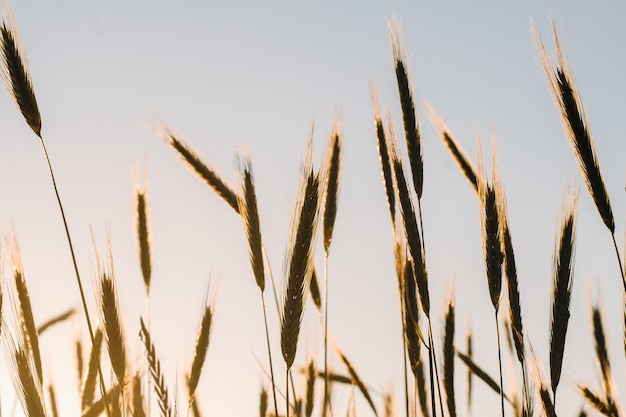 Campo de trigo ao pôr do sol Espigas douradas de trigo O conceito de colheita
