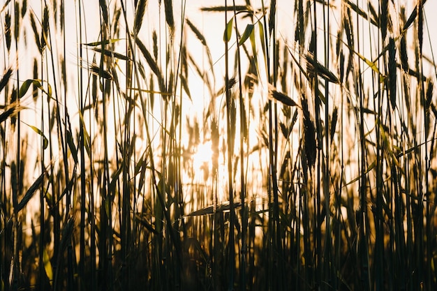 Campo de trigo ao pôr do sol Espigas douradas de trigo O conceito de colheita