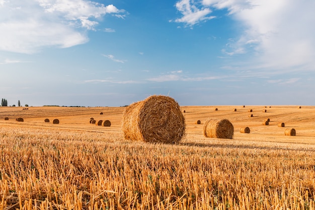 Campo de trigo após a colheita com fardos de palha ao pôr do sol