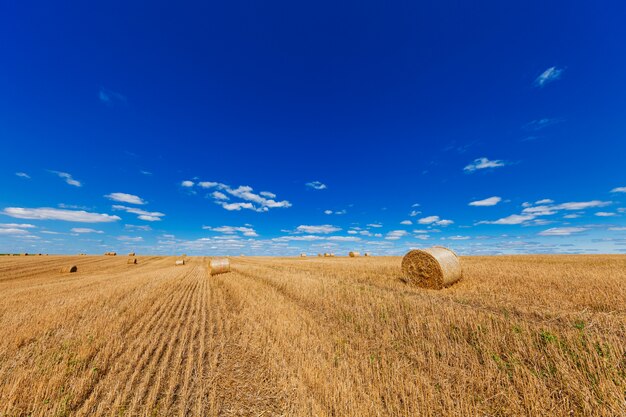 Campo de trigo após a colheita com fardos de palha ao pôr do sol