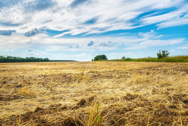 Campo de trigo arado com feno seco e céu nublado