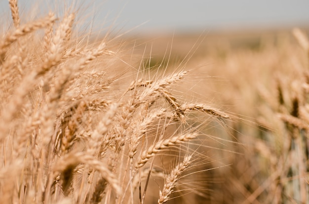 Foto campo de trigo. close-up de trigo dourado.