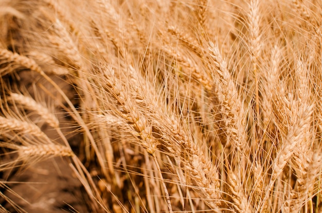 Campo de trigo. Close-up de trigo dourado.