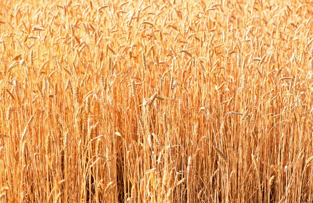 Campo de trigo. Close-up espigas de trigo dourado. Bela natureza paisagem do sol.