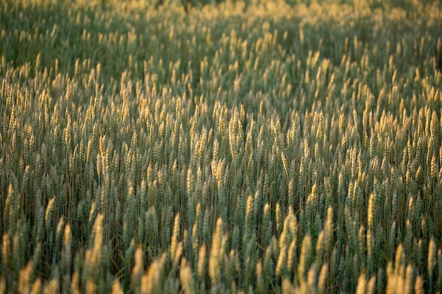 Campo de trigo. Close-up espigas de trigo dourado.