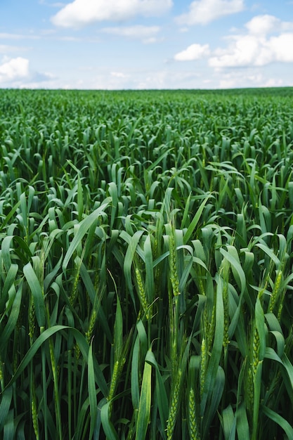 Foto campo de trigo. close-up espigas de trigo verde jovem. cenário rural com céu azul. plano de fundo de amadurecimento de espigas de campo de trigo. conceito de colheita rica.