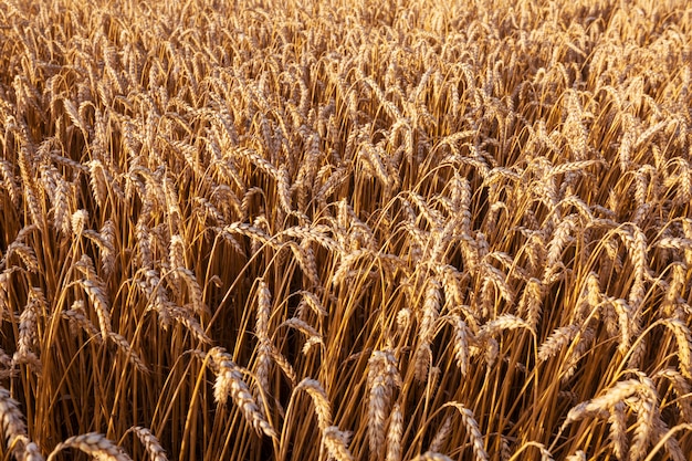 Campo de trigo, close-up tiro. Espigas de trigo maduras crescem na natureza.