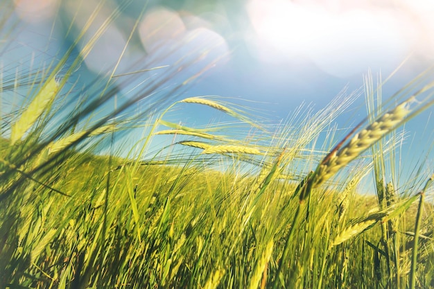 Campo de trigo, close-up