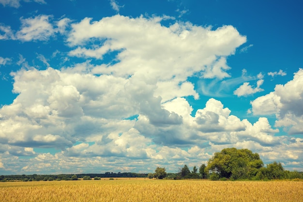 Campo de trigo com céu azul e belas nuvens