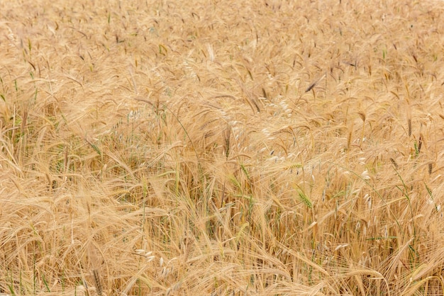 Campo de trigo com espigas de ouro