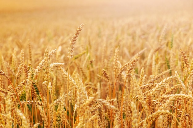 Campo de trigo com espigas maduras à luz do sol Cultivo de trigo