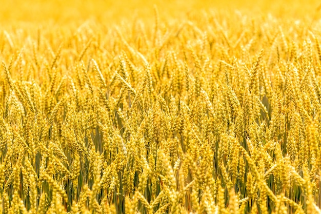 Campo de trigo com espigas maduras na luz solar Cultivo de trigo