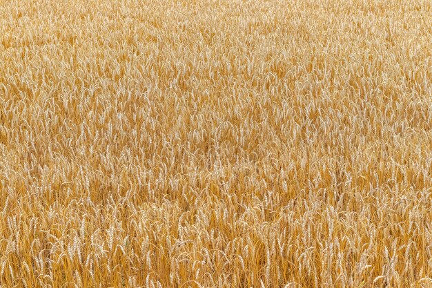 Campo de trigo com espigas maduras na luz solar Cultivo de trigo