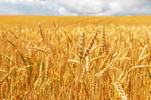 Campo de trigo com espigas maduras no cultivo de trigo em primeiro plano