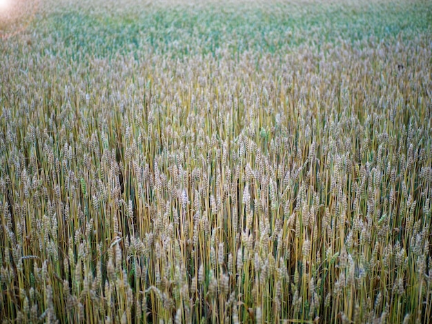 Campo de trigo com hastes amarelas e verdes