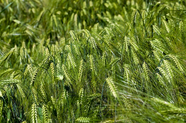 Campo de trigo com mudas verdes imaturas