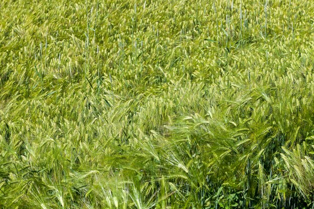 Campo de trigo com mudas verdes imaturas