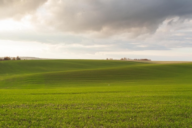 Campo de trigo com nuvens de céu azul Natureza paisagem paisagem rural na Ucrânia Conceito rico de colheita