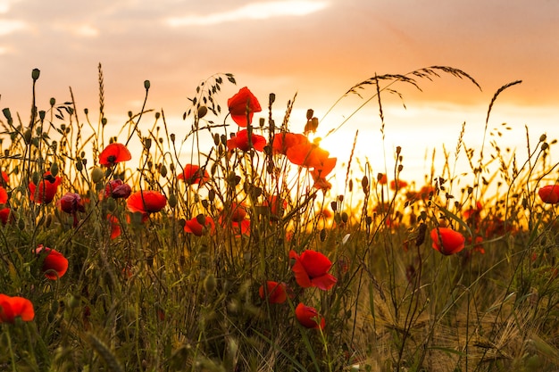 Campo de trigo com papoilas e paisagem do pôr do sol. bela natureza vista de verão com flores silvestres