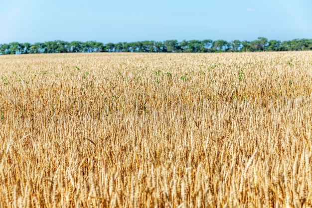Campo de trigo contra o céu azul em um dia ensolarado Cultivo de culturas de grãos Espaço para texto