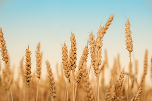 Campo de trigo contra o céu azul na época da colheita do final do verão, espigas de trigo amarelo dourado no campo da colheita fundo agrícola