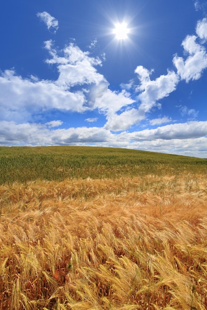 Campo de trigo contra o céu azul profundo