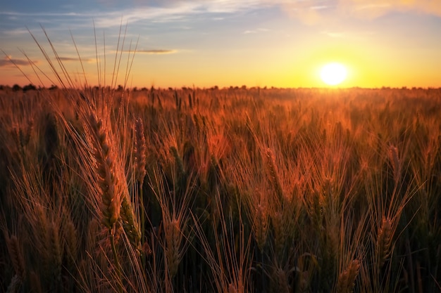 Campo de trigo contra o céu do sol. Composição da natureza