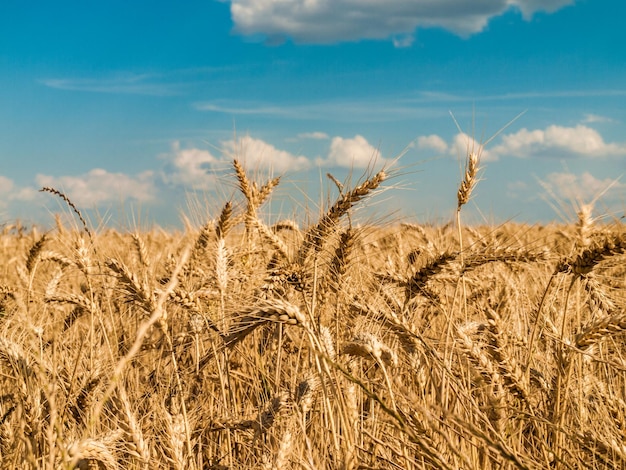 Campo de trigo contra o céu