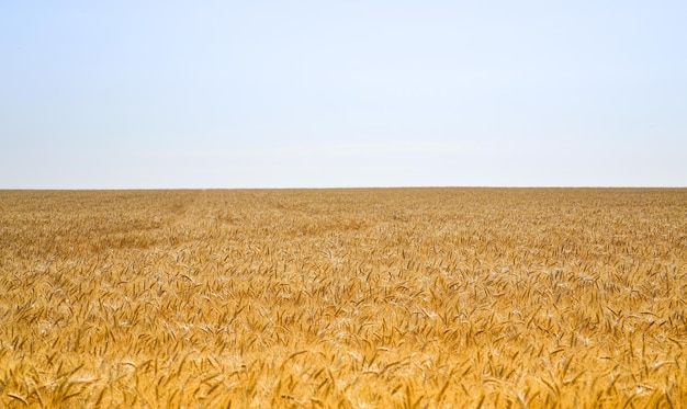 Campo de trigo contra um céu azul sem nuvens