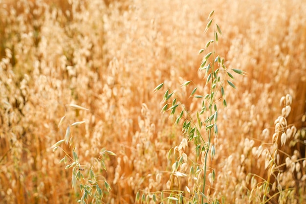 Campo de trigo de cevada madura para fundo