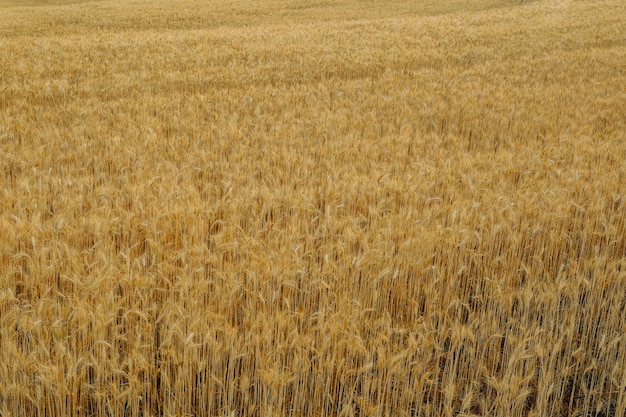 Campo de trigo de cevada madura para fundo