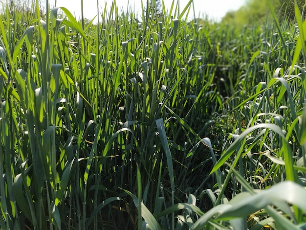 Campo de trigo de perto Espiga de grama verde alta no verão e balança ao vento Cor verde intensa Fundo desfocado Foco suave