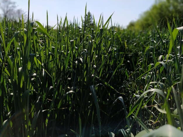 Campo de trigo de perto Espiga de grama verde alta no verão e balança ao vento Cor verde intensa Fundo desfocado Foco suave