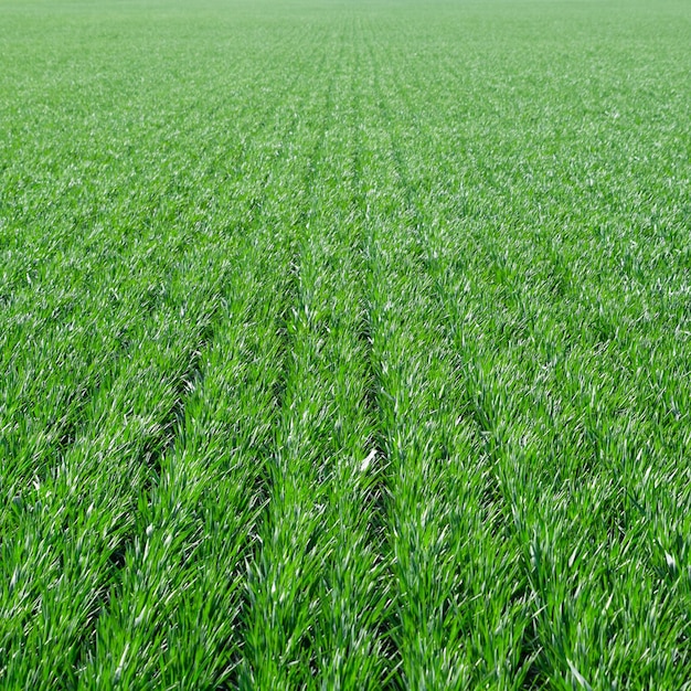 Campo de trigo de primavera e inverno