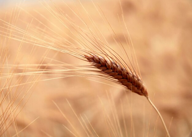 Campo de trigo de semente de trigo dourado